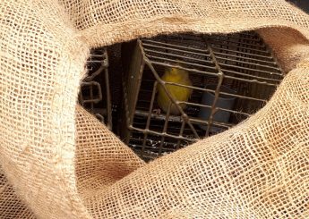CABS slams Government’s decision to open finch trapping season