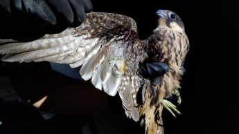 MRU retrieve shot Eleonora’s Falcon from cliffs in Malta