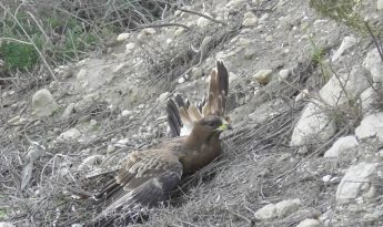 Poachers kill protected Honey Buzzards and Bee-Eater shot down – CABS