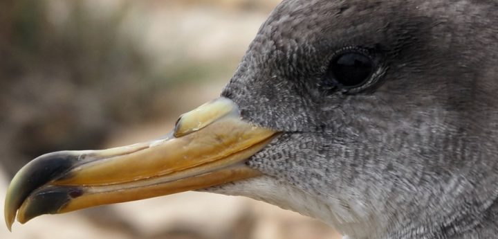 Please watch out for stranded Yelkouan Shearwater fledglings that may need help