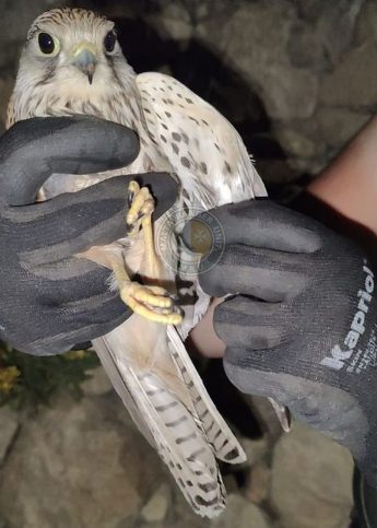 Injured Ghasri Kestrel confirmed to have been shot Injured Ghasri Kestrel confirmed to have been shot