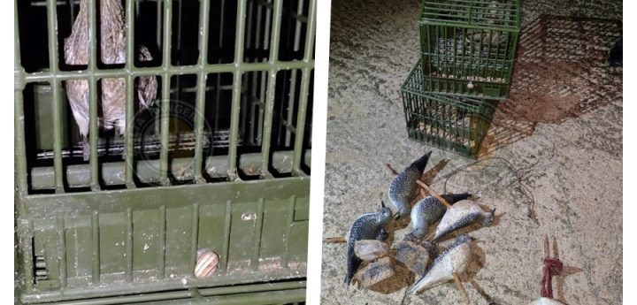 Police dismantle Gozo trapping sites after MRU night report