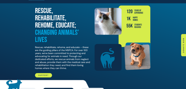 MSPCA launches new website to boost animal adoption and community support