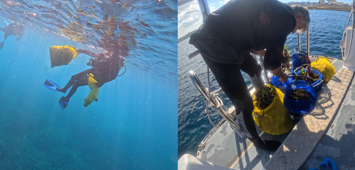 Seagrass reforestation pilot study – A first for Maltese waters