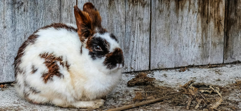 Malta’s rabbit farms facing “serious challenges” as temperatures rise – Research