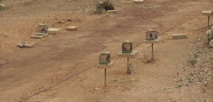 Finch “research” trapping season now closed on Malta and Gozo