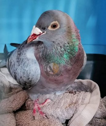MRU seek individuals to care for injured pigeons and domestic ducks