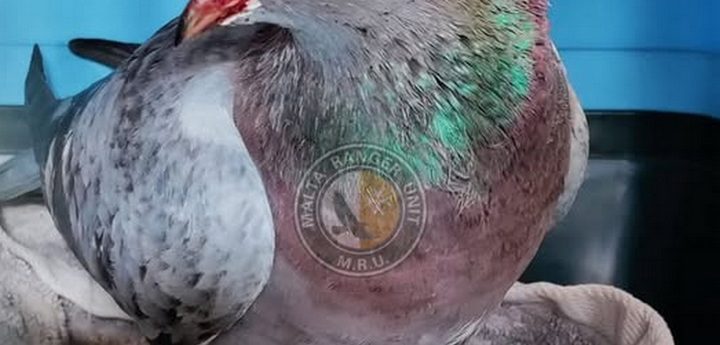 MRU seek individuals to care for injured pigeons and domestic ducks