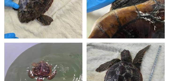Manuela the turtle rescued after spotted floating on the surface in Xlendi