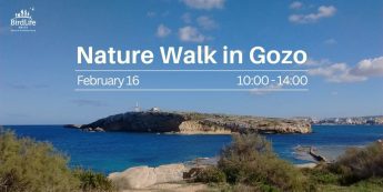 Discover Gozo’s natural beauty with BirdLife Malta nature walk