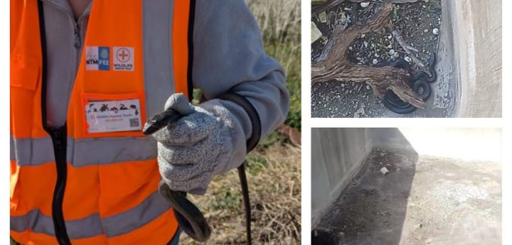Western whip snake rescued from concrete pit in Ghajnsielem