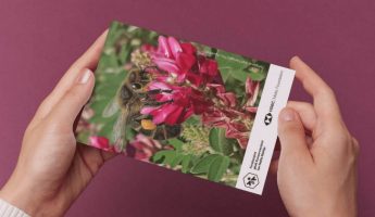 Second postcard released celebrating the Maltese Honey Bee Second postcard released celebrating the Maltese Honey Bee