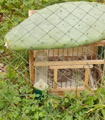 Gozo: Unattended quail trapping site dismantled by Police – MRU