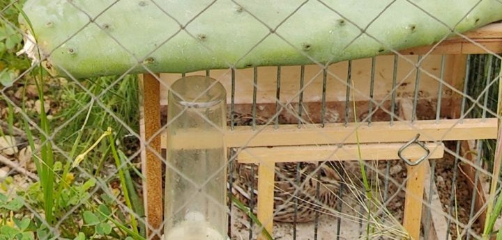 Gozo: Unattended quail trapping site dismantled by Police – MRU