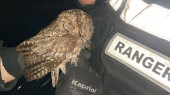 Injured Scops Owl being rehabilited with BirdLife Malta – MRU Rangers