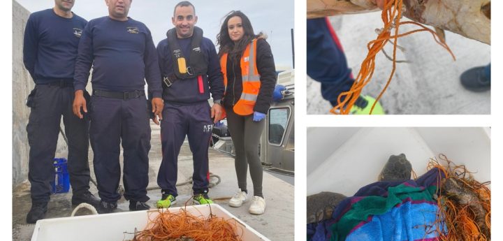 Turtle rescued off Gozo and NTM Gozo Section win ‘Pride of Gozo’ award