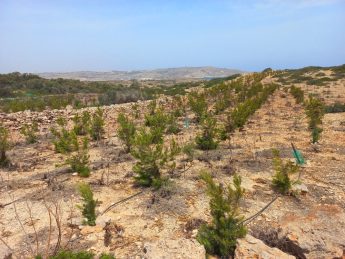 Comino ecological restoration and conservation projects underway