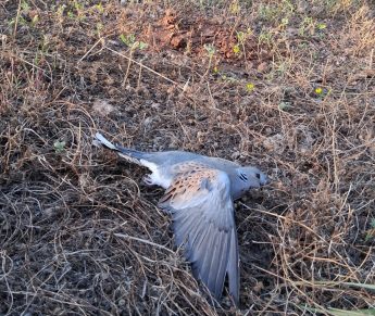 Quota of 1,500 Turtle-doves “already reached illegally” – BirdLife Malta