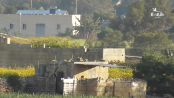 “Rampant illegal hunting ahead of season amid lack of enforcement” – BirdLife Malta “Rampant illegal hunting ahead of season amid lack of enforcement” – BirdLife Malta