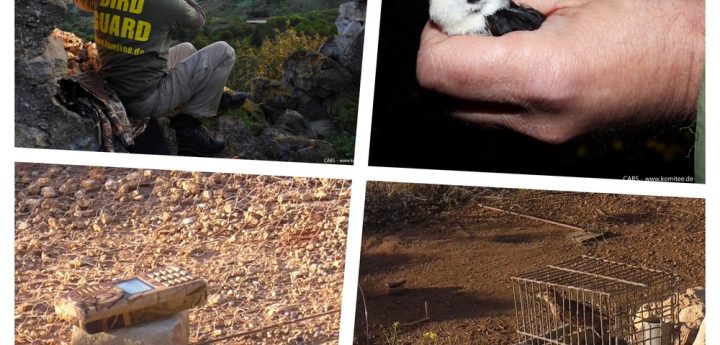 “Nine poachers caught and reported” on Malta and Gozo – CABS