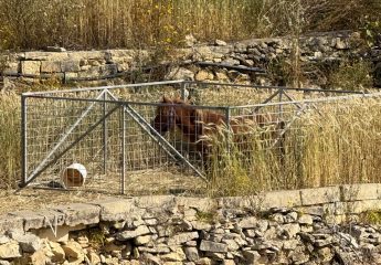 Update – Animal Welfare Concern Gozo – Shetland Pony in Xlendi