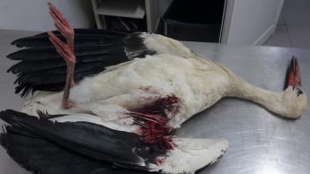 Hunting: Ornis approves proposal of reforms on proportional fines and suspension of licences
