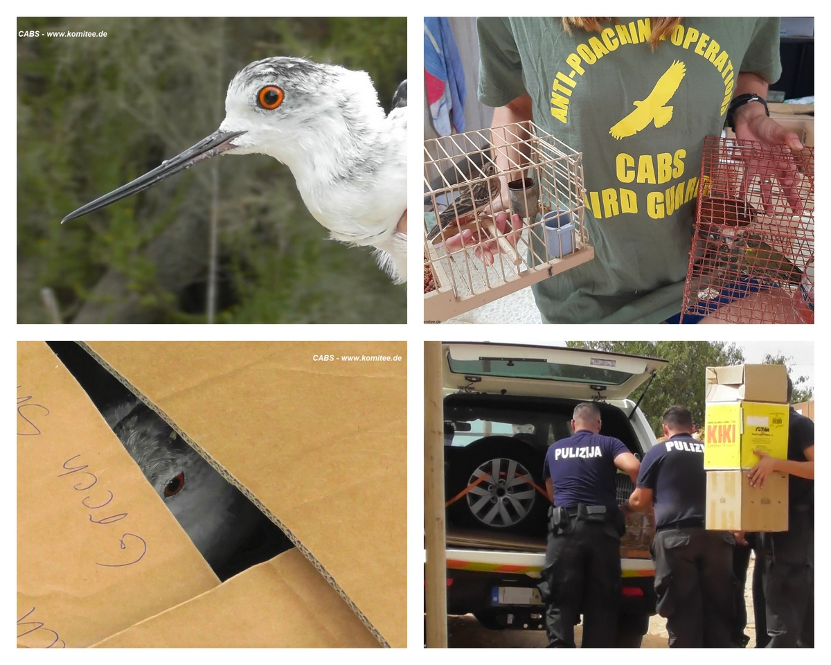 Malta´s "worst poacher" convicted...... again - CABS