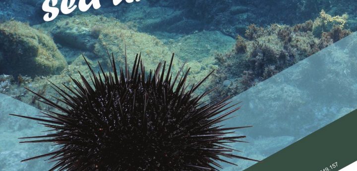 Moratorium on sea urchin collection extended until 2027