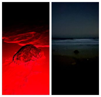 Welcome Turtle Angela: New nest discovered at Ramla Bay, Gozo