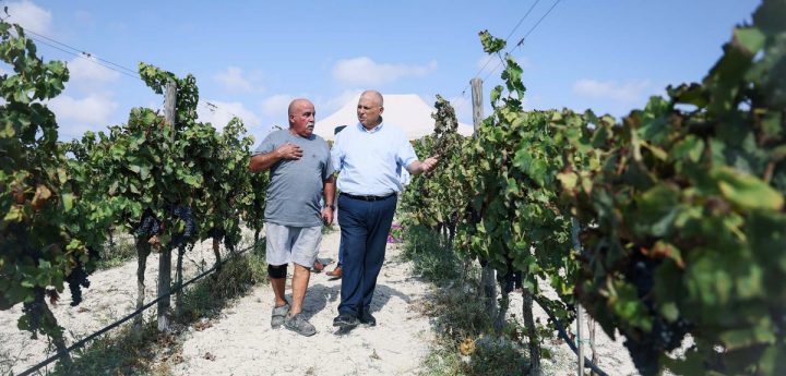 Grape harvest season gets underway in Malta and Gozo