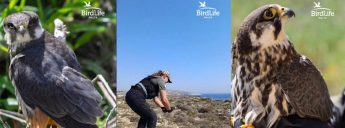 Eurasian Hobby found injured at Marsalforn released on Comino