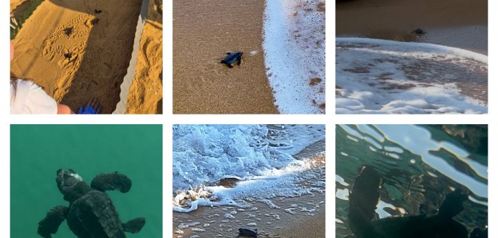 65 hatchings make it to the sea from Johanna’s Ramla Bay nest