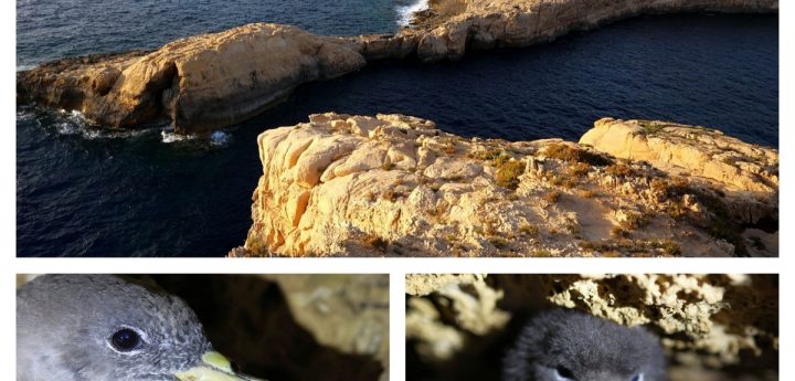 Scopoli’s Shearwater chicks hatch on Fungus Rock, Dwejra