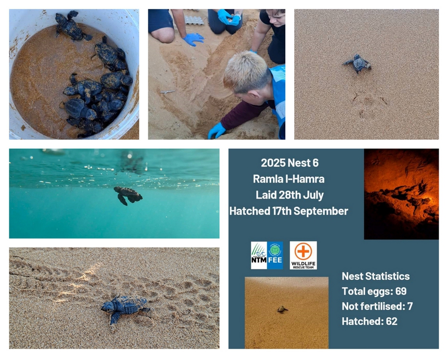 62 turtle hatchlings make it to the sea from Angela's nest at Ramla Bay