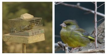 Live finch smuggling intercepted in joint operation Live finch smuggling intercepted in joint operation