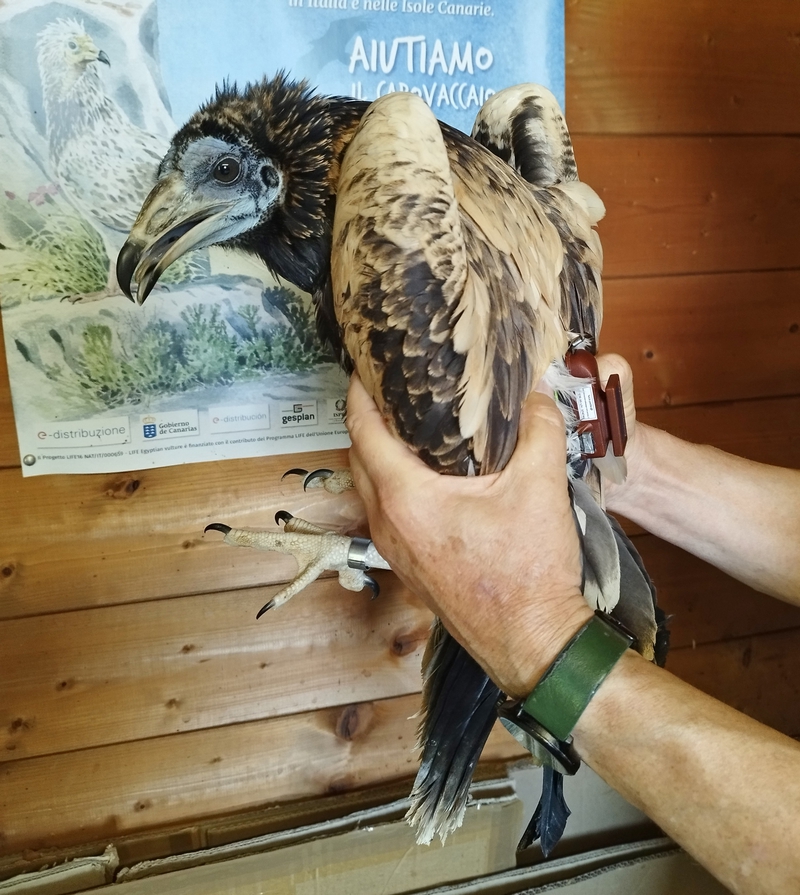 Egyptian Vulture Hugo leaves Malta safely after 3 days of constant monitoring
