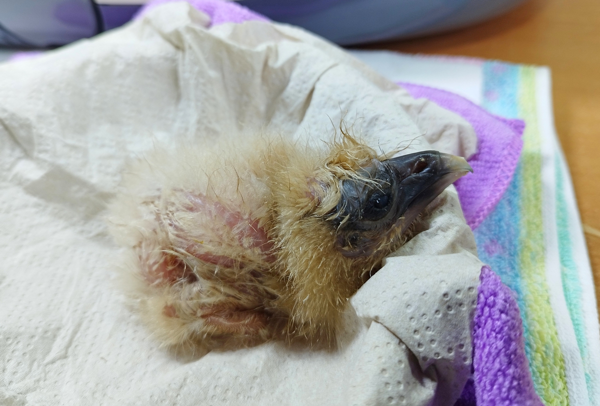 Egyptian Vulture Hugo leaves Malta safely after 3 days of constant monitoring