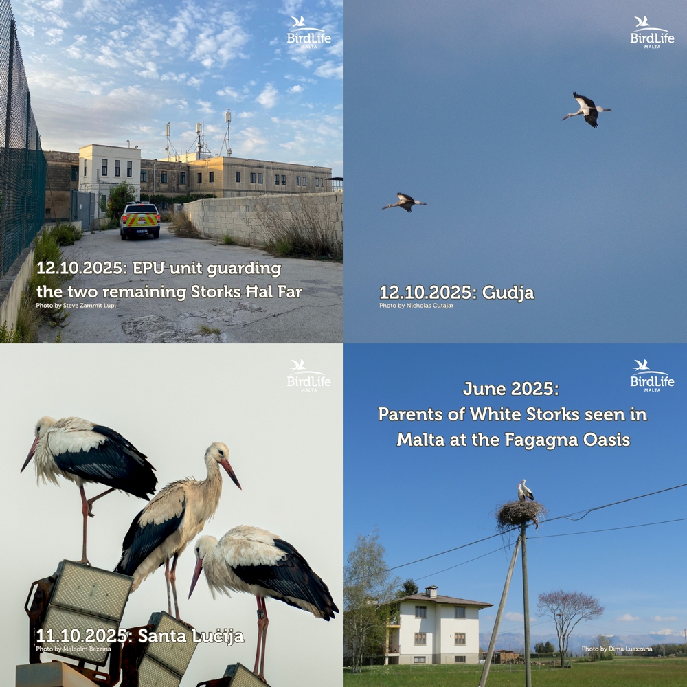 White Stork goes missing after journey from Italy: BirdLife appeals for information