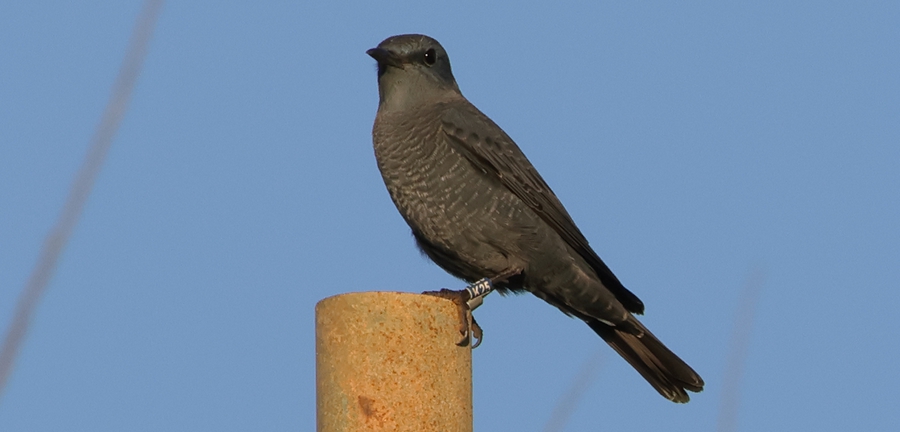 Citizen-science project aims to uncover secrets of the Blue Rock-thrush