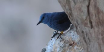 Citizen-science project aims to uncover secrets of the Blue Rock-thrush