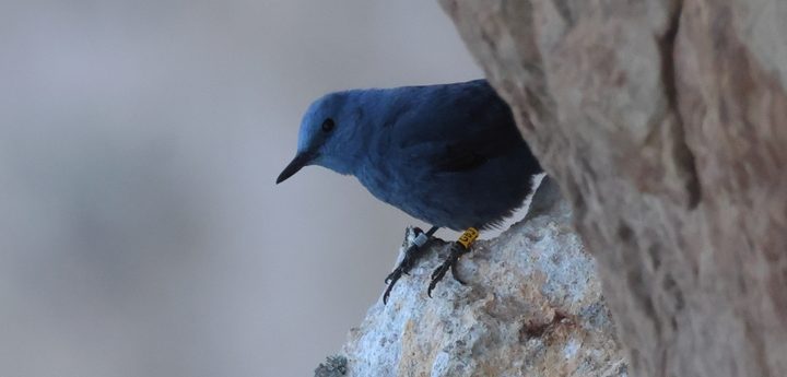 Citizen-science project aims to uncover secrets of the Blue Rock-thrush