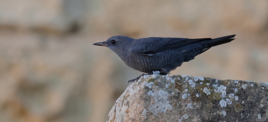 Citizen-science project aims to uncover secrets of the Blue Rock-thrush