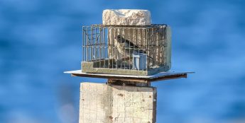 European Commission confirms finch-trapping derogation not in line with ECJ ruling – BLM