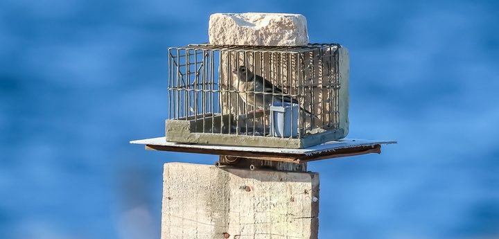 European Commission confirms finch-trapping derogation not in line with ECJ ruling – BLM