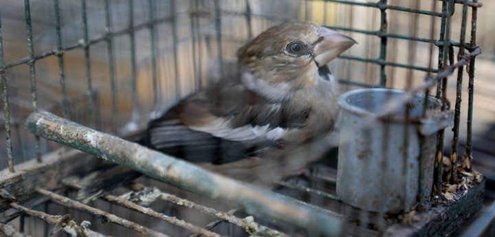 CABS: Bird trapping – “22 poachers reported, 377 live decoy birds released”
