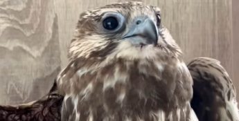 Endangered and rare Saker Falcon found shot in Gozo – BLM