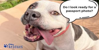 3 Maltese dog rescuers to drive 15 “overlooked dogs” overland from Malta to Ireland