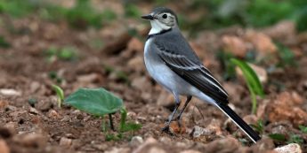 More than 16,000 White Wagtails roost at three locations in Malta