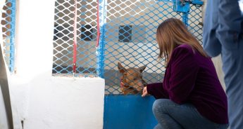 Credit on utility bills for VOs in the fields of disability and animal welfare Credit on utility bills for VOs in the fields of disability and animal welfare