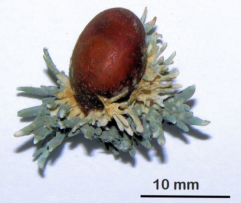 A tiny fungus with a big story: Gozo's quiet contribution to European Science